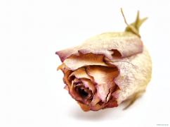 _Z098155_fhdr.jpg