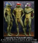 turtles.jpg