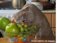 кот1.jpg