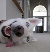 dog.jpg