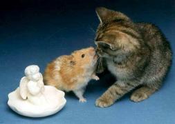 katze-mit-meerschwein.jpg