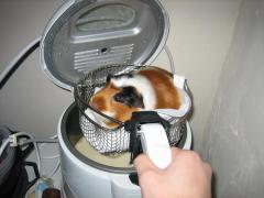 friedguineapigd1b.jpg
