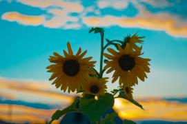 DSC_1546-3.jpg