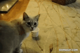 gif-29092014-007.gif