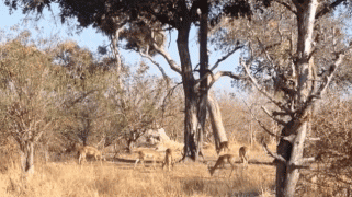 gif-29092014-006.gif