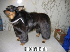 1413489249_shlak_3.jpg
