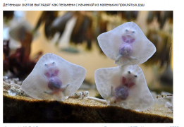 2015-10-03 17-48-39 Скриншот экрана.png