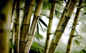 bamboo-wallpapers-hd-2960x1850.jpg