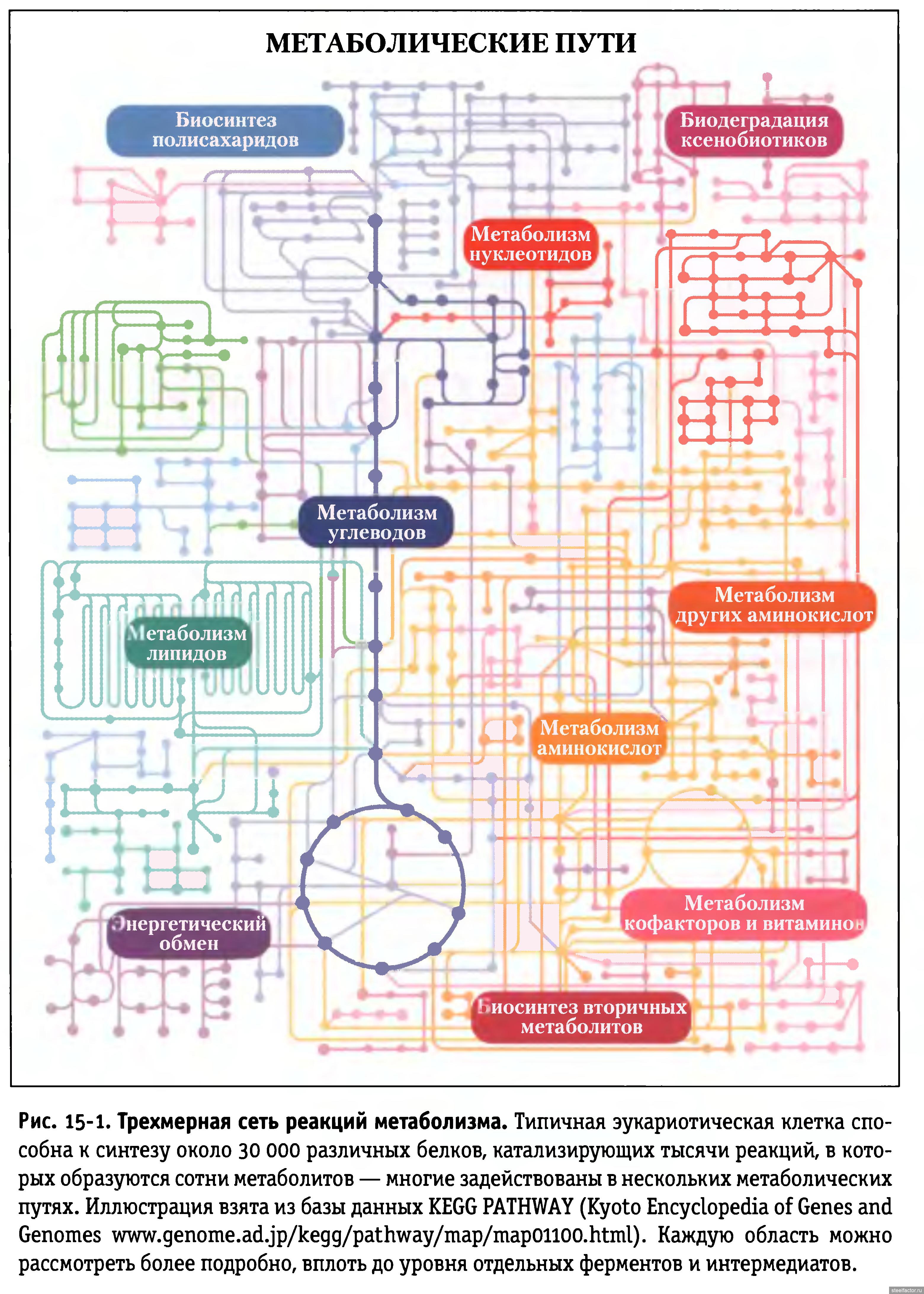 Карта метаболизма биохимия