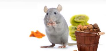 mouse.jpg
