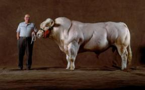 457c7eea8cd5b227851a3acd395c91f7-buff-cow.jpg