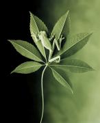 1183634327_chorisia_leaf_tree_frog1.jpg