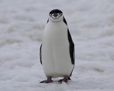 antarctic-penguin-2.jpg