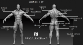 muscle-size-of-each-muscle-men-1024x558.png