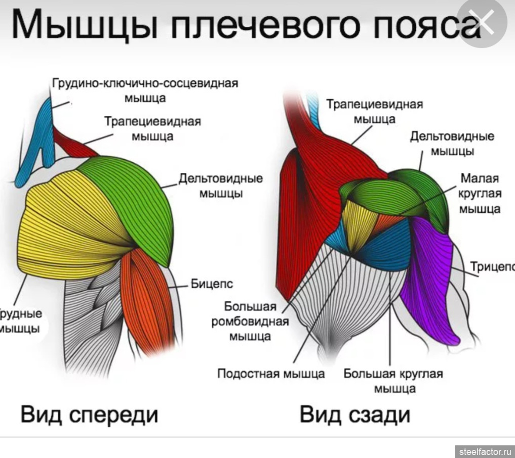 Мышцы плечевого пояса. Мышцы плечевого пояса анатомия дельтовидная мышца. Мышцы верхнего плечевого пояса анатомия. Дельтовидные мышцы верхнего плечевого пояса анатомия мышц. Рисунок мышц верхнего плечевого пояса.