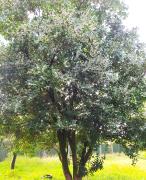 IMG_20241015_084948.jpg