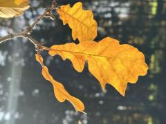 IMG_1722.jpeg