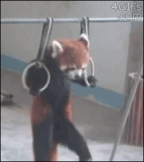 Red_panda_turnicman.png