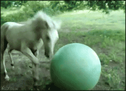 Horse_exercise_ball.gif