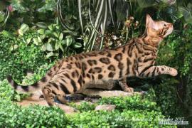 bengal_cats.jpg