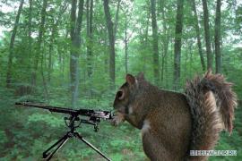 SquirrelGun_sm.jpg