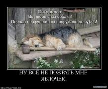 1256122224_20286_nu_vsyo_ne_pozhrat_mne_yablochek.jpg