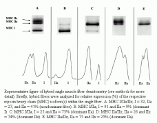 Hybrid single muscle fiber densitometry.png
