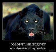 кот.jpg