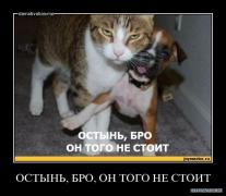 кот.jpg