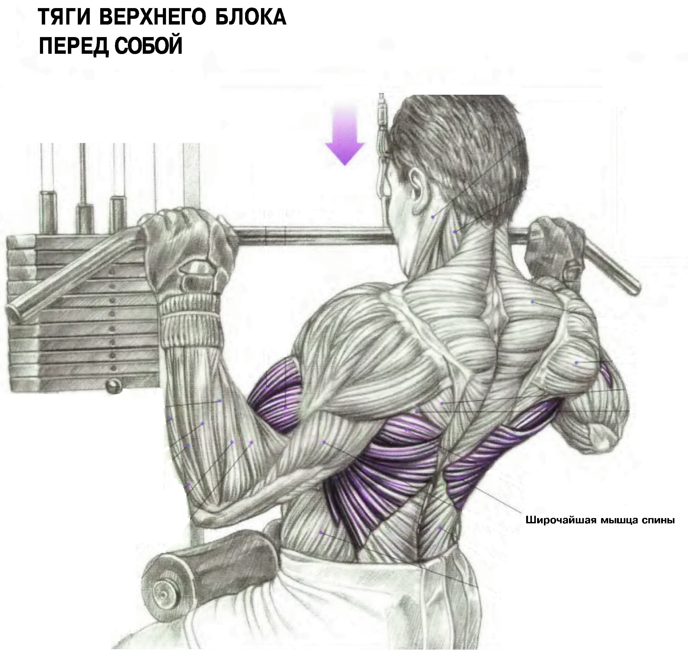 тренировка груди и спины для мужчин фото 85