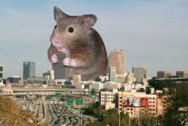 Giant_hamster_invandes_Atlanta-500x336.jpg