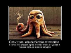 Осьминог.jpg