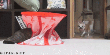 06112013-gifki-gifki-smeshnye-gifki-animashki_101226176.gif