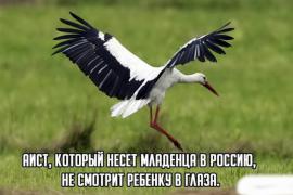 547397500002000podborka_26.jpg