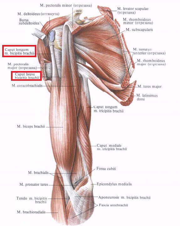 Biceps brachii brachialis