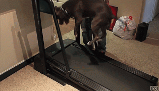 1415256017_1162135478.gif