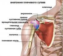 anatomiya_plechevogo_sustava.jpg