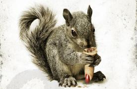 Squirrels-movie.jpg