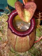 flowers-predators-05.jpg