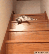 1478895992121949617.gif