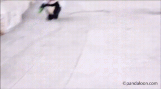 гифки-собакен-костюмчик-панда-3468098.gif