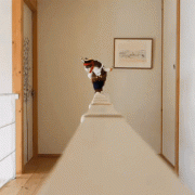 giphy-downsized-large.gif