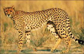 gepard10.jpg