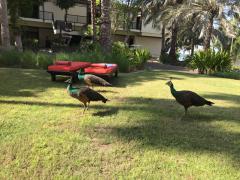 IMG_0627.jpg