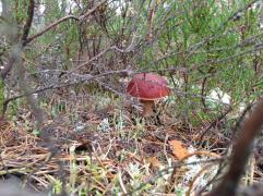 IMAGE 2017-11-10 10:43:27.jpg