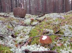 IMAGE 2017-11-10 10:43:10.jpg