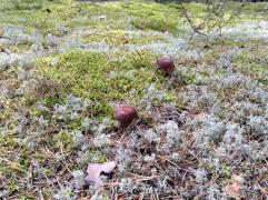 IMAGE 2017-11-10 10:42:20.jpg