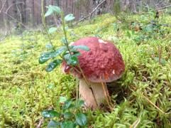 IMAGE 2017-11-10 10:43:49.jpg