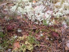 IMAGE 2017-11-10 10:43:16.jpg