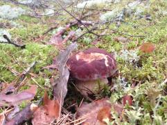 IMAGE 2017-11-10 10:43:12.jpg